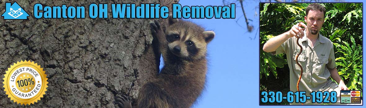 Canton Wildlife and Animal Removal